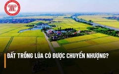Đất trồng lúa có được chuyển nhượng không? Cá nhân không trực tiếp sản xuất nông nghiệp nhận chuyển nhượng đất trồng lúa bị xử phạt như thế nào?