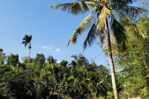 BÁN ĐẤT THÍCH HỢP LÀ HOMSTAY GẦN CHỢ ĐẦU MỐI TÂN HÒA BUÔN MA THUỘT