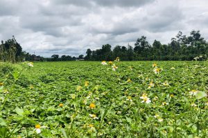 BÁN ĐẤT THÔN 3 CƯ SUÊ – CƯ MGAR BUÔN MA THUỘT ĐĂK LĂK