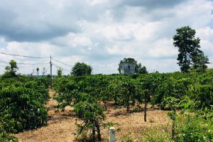 BÁN ĐẤT SÀO HÒA KHÁNH – ĐƯỜNG TỐ HỮU ĐI VÀO 800 MÉT