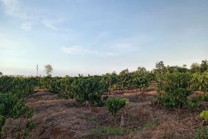 🏡 CẦN BÁN LÔ ĐẤT HÒA PHÚ ĐĂK LĂK🌳